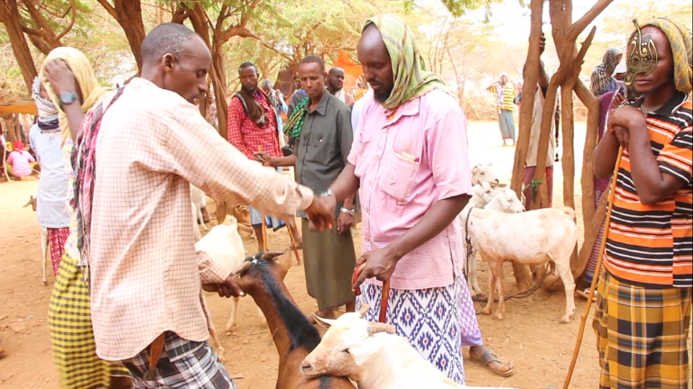 Horumar Ganacsi oo Kajir Suuqa Xoolaha ee Kuunyo-Barrow. [Dhagayso].