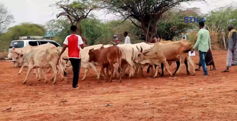 Ganacsatada Suuqa Xoolaha Wajeer oo Cabanaya. [Dhagayso].